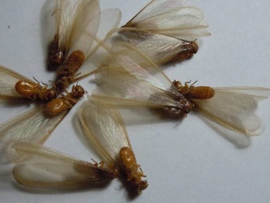三水白蚁预防公司发现分飞期白蚁用什么方法对付?