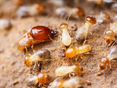 禅城白蚁防治所为什么没白蚁还要做防白蚁处置