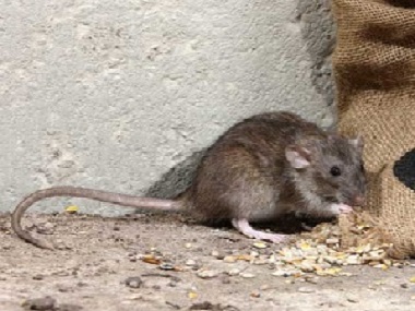 高明除虫灭鼠公司灭鼠防鼠，做好环境防治的方法
