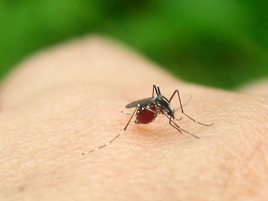 禅城蚊虫消杀公司：爱招蚊子是怎么回事？