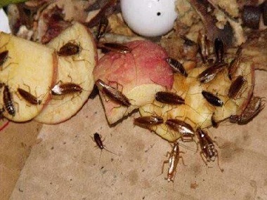 西樵专业除四害——没有吃的东西，为什么会有蟑螂出现？