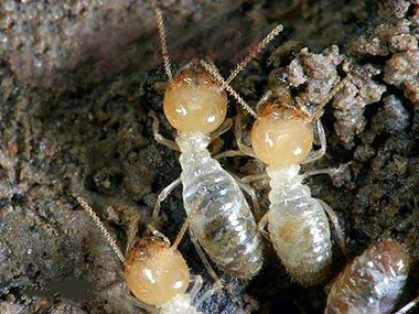 高明杀灭白蚁中心要怎么灭治蚂蚁，蚂蚁都有哪些生活习性