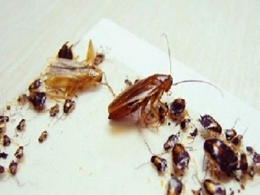 高明四害消杀为什么单独用药物灭蟑螂效果不理想