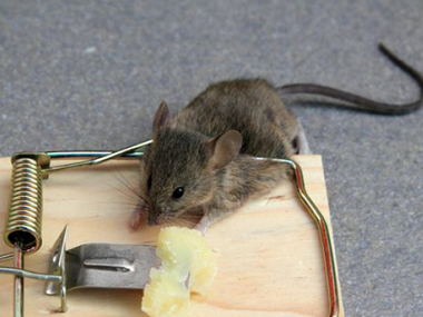 佛山除四害中心：家庭防鼠灭鼠的留意事项有哪些