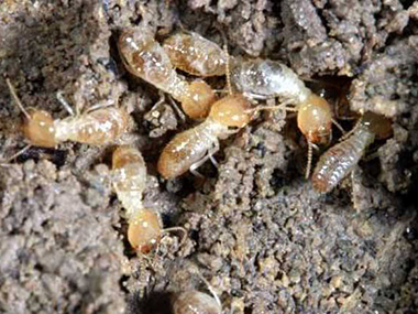 禅城专业治白蚁所：白蚁危害主要有哪些方面