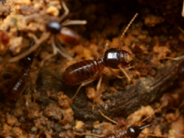 佛山虫害防治中心有效灭杀红火蚁常见的防治方法
