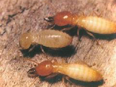 高明白蚁防治中心白蚁的生活习性是什么呢？