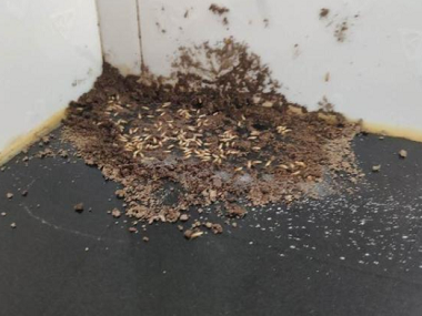 佛山专业预防白蚁——家里有白蚁意味着什么？