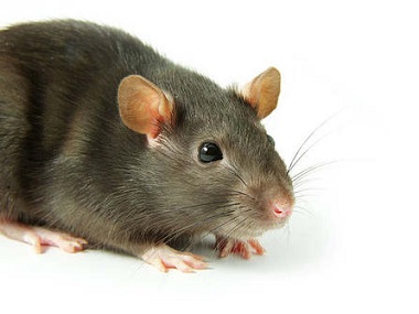 南海专业灭鼠公司告诉你该如何做好鼠患预防工作