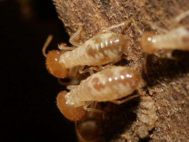 三水白蚁预防中心怎么做可以有效消灭白蚁