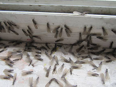 南海预防白蚁中心面对白蚁危害应该如何防治