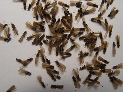 顺德白蚁防治公司分辨白蚁和蚂蚁（繁衍蚁）的方法