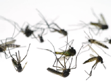 佛山虫害消杀站专家有什么方法预防蚊子