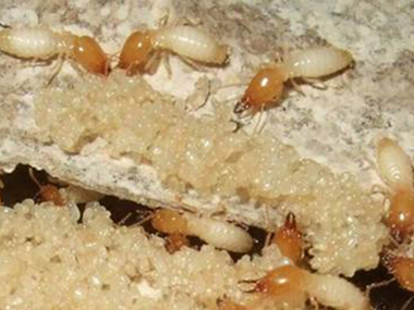 西樵白蚁预防中心发现白蚁危害怎么灭治