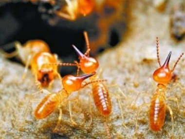 三水灭治蚁害所：被红火蚁叮咬后应该如何处理