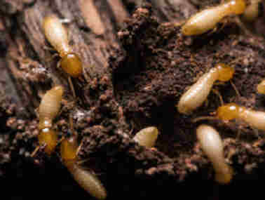 顺德灭治白蚁所——白蚁在茶叶堆里筑巢