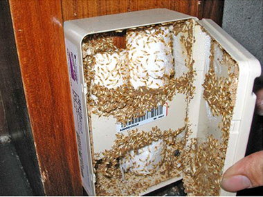 西樵房屋白蚁验收公司在家里发现有好多白蚁，怎么办？