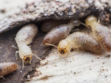 顺德装修白蚁备案公司施行白蚁预防，降低白蚁危害