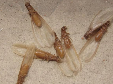 西樵白蚁防治公司应该如何提早预防“大水蚁”危害