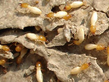 佛山防治白蚁——白蚁喜欢在晚上还是白天出来？