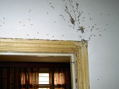 禅城房屋验收白蚁中心装修白蚁预防的重点部位